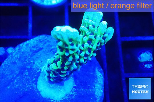 Montipora green & purple polyps 2-3 cm WYSIWYG acclimaté