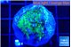 Acropora green purple 2-3 cm WYSIWYG acclimaté