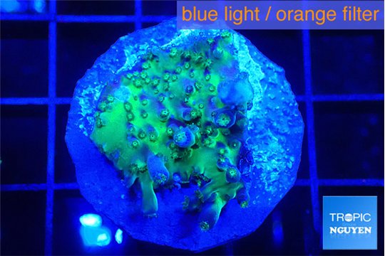 Acropora green purple 2-3 cm WYSIWYG acclimaté