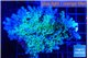 Acropora green & blue tip 5-7 cm WYSIWYG acclimaté