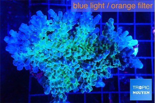 Acropora green & blue tip 5-7 cm WYSIWYG acclimaté