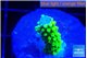 Acropora green gold 1 cm WYSIWYG acclimaté