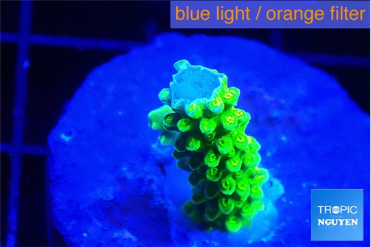Acropora green gold 1 cm WYSIWYG acclimaté