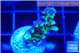 Acropora purple green 2 cm WYSIWYG acclimaté