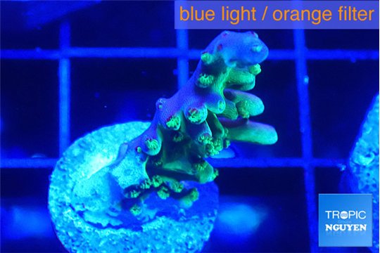 Acropora purple green 2 cm WYSIWYG acclimaté