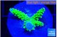Acropora green gold 2 cm WYSIWYG acclimaté