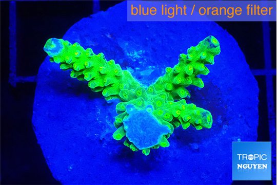 Acropora green gold 2 cm WYSIWYG acclimaté
