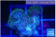 Pocillopora damicornis green & pink tip 2-3 cm WYSIWYG acclimaté