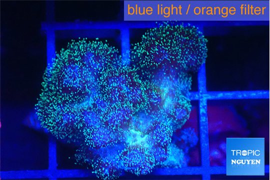 Pocillopora damicornis green & pink tip 2-3 cm WYSIWYG acclimaté