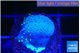 Sarcophython full neon green polyps Australia 2 cm WYSIWYG acclimaté