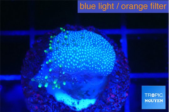 Sarcophython full neon green polyps Australia 2 cm WYSIWYG acclimaté