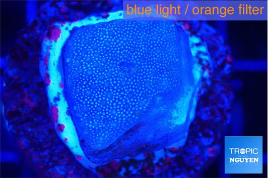Sarcophython full neon green polyps Australia 2-3 cm WYSIWYG acclimaté