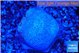 Sarcophython full neon green polyps Australia 2-3 cm WYSIWYG acclimaté
