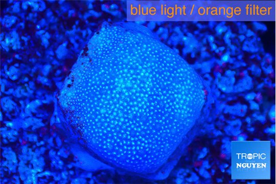 Sarcophython full neon green polyps Australia 2-3 cm WYSIWYG acclimaté