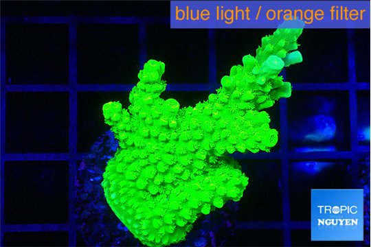 Acropora full neon green 3-4 cm WYSIWYG acclimaté