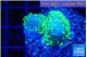 Sarcophython full neon green polyps Australia 3-4 cm WYSIWYG acclimaté