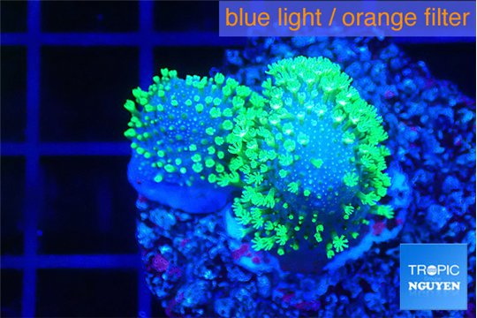 Sarcophython full neon green polyps Australia 3-4 cm WYSIWYG acclimaté