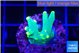 Acropora golden banana 2-3 cm WYSIWYG acclimaté