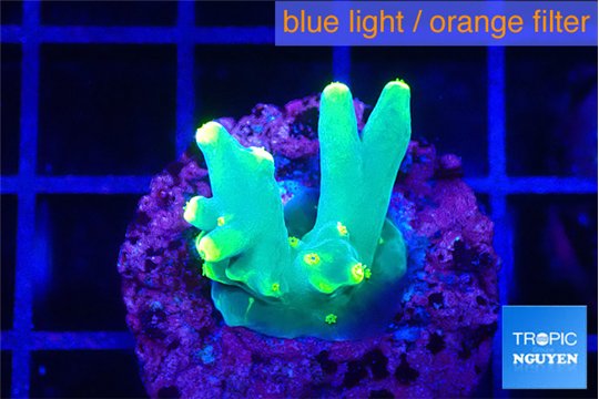 Acropora golden banana 2-3 cm WYSIWYG acclimaté