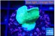 Pavona cactus green 1-2 cm WYSIWYG acclimaté