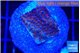 Montipora purple & blue polyps 2 cm WYSIWYG acclimaté