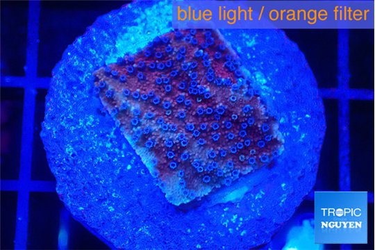 Montipora purple & blue polyps 2 cm WYSIWYG acclimaté