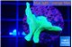 Pavona cactus green 2-3 cm WYSIWYG acclimaté