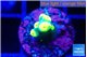 Acropora golden banana 1 cm WYSIWYG acclimaté