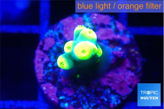 Acropora golden banana 1 cm WYSIWYG acclimaté