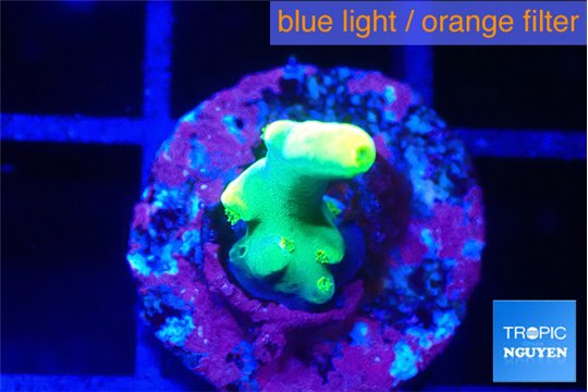 Acropora golden banana 1 cm WYSIWYG acclimaté