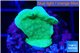 Pavona cactus green 2 cm WYSIWYG acclimaté