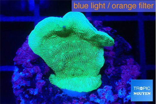 Pavona cactus green 2 cm WYSIWYG acclimaté