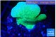 Pavona cactus green 2 cm WYSIWYG acclimaté