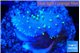 Sarcophython full neon green polyps Australia 2-3 cm WYSIWYG acclimaté