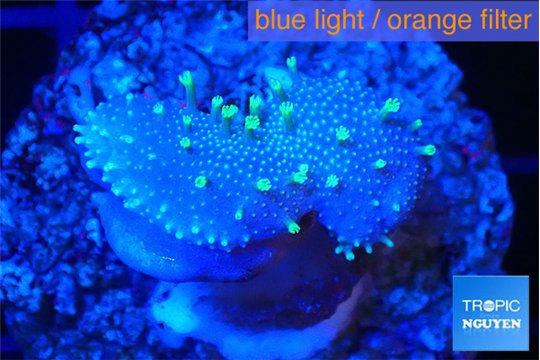 Sarcophython full neon green polyps Australia 2-3 cm WYSIWYG acclimaté