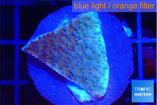 Montipora purple & blue polyps 2-3 cm WYSIWYG acclimaté