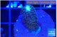 Stylophora milka 2 cm WYSIWYG acclimaté
