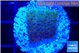 Montipora purple & blue polyps 2 cm WYSIWYG acclimaté