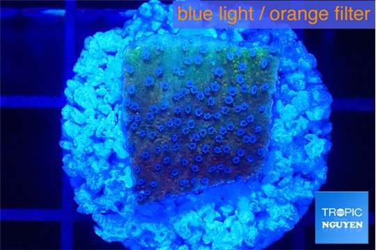 Montipora purple & blue polyps 2 cm WYSIWYG acclimaté