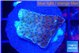 Montipora purple & blue polyps 2-3 cm WYSIWYG acclimaté