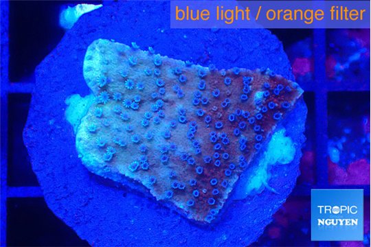Montipora purple & blue polyps 2-3 cm WYSIWYG acclimaté