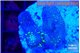 Sarcophython full neon green polyps Australia 3-4 cm WYSIWYG acclimaté