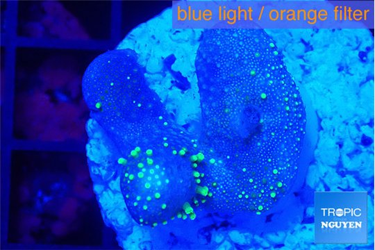 Sarcophython full neon green polyps Australia 3-4 cm WYSIWYG acclimaté