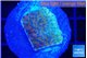 Montipora purple & blue polyps 2-3 cm WYSIWYG acclimaté