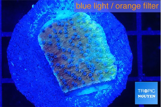Montipora purple & blue polyps 2-3 cm WYSIWYG acclimaté
