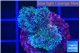 Pocillopora damicornis green & pink tip 2-3 cm WYSIWYG acclimaté
