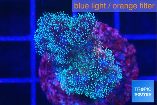 Pocillopora damicornis green & pink tip 2-3 cm WYSIWYG acclimaté