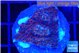 Montipora purple & blue polyps 2-3 cm WYSIWYG acclimaté