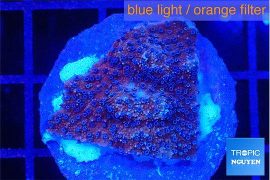 Montipora purple & blue polyps 2-3 cm WYSIWYG acclimaté