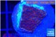 Montipora purple & blue polyps 2 cm WYSIWYG acclimaté